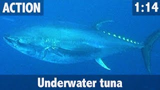 UNDERWATER TUNA