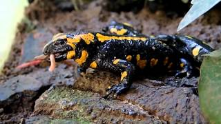 Firesalamander munching many Worms || Feuersalamander mampft einige Würmer