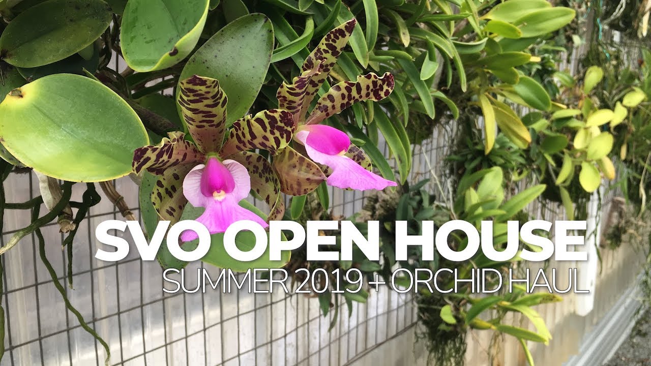Sunset Valley Orchids Summer 2019 Open House + Orchid Haul