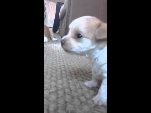puppy yelping puppy yelping