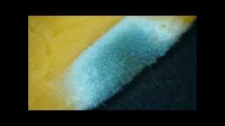 Stereo Microscope: Cheese Mold