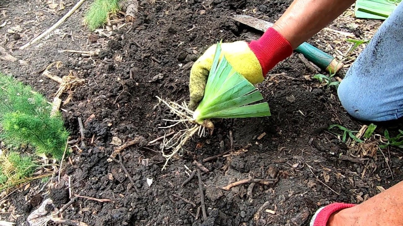 How To Divide And Transplant Bearded Iris gardeninginmyyard YouTube How to divide and transplant bearded iris gardeninginmyyard youtube