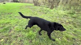 Ruby, Maple, Bane, Gunther by Julie's K9 Academy 143 views 6 days ago 1 minute, 55 seconds