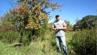 The Northbrite Pear - September 2011
