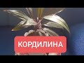 #кордилина #пересадка #cordylina #цветочныймикс Кордилина.Пересадка.