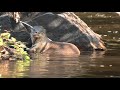 Neotropical Otter Chomping Fish!