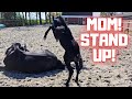 Another new thing... | Mom don&#39;t be weird! | Friesian Horses