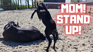 Another new thing... | Mom don't be weird! | Friesian Horses