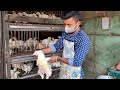 Amazing Chicken Cutting Skills By Young Boy at Knife in Chicken Market || Cutting Skills