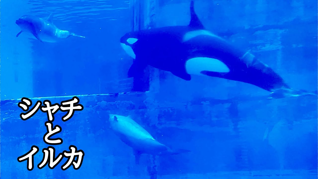 シャチ リンちゃん イルカといっしょに泳ぎます【名古屋港水族館