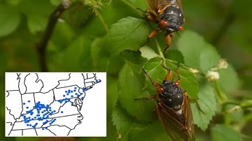 Billions of cicadas set to descend as ‘rolling emergence’ hits East Coast