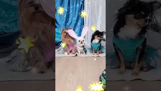 #dogs #dance #dancevideo #dancer #doglover #dogshorts