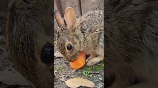 Mama and Baby Chonkers #nature #bunnies #cottontail #rabbits #cute #asmr #babyanimals #relaxing Mama and Baby Chonkers #nature #bunnies #cottontail #rabbits #cute #asmr #babyanimals #relaxing