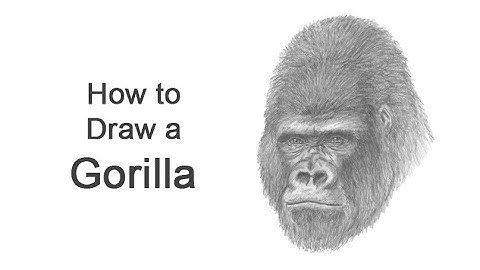 How to Draw a Gorilla (Head Detail)