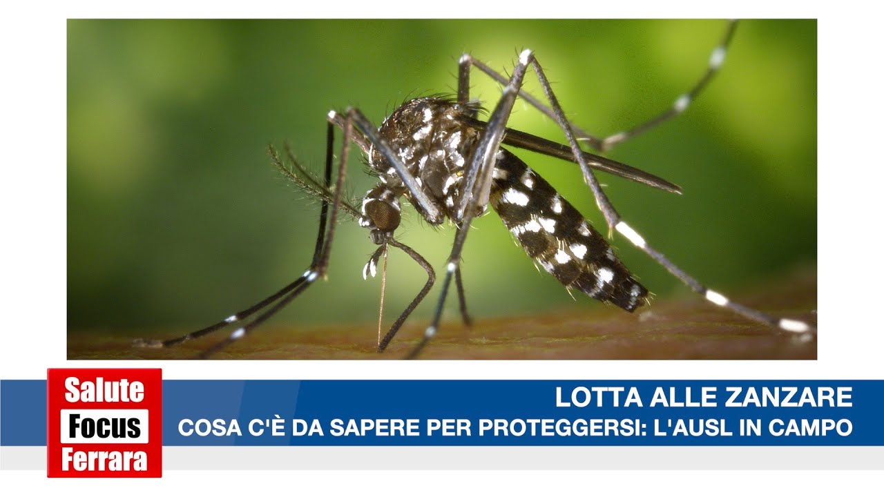 LOTTA ALLE ZANZARE, COSA C'È DA SAPERE PER PROTEGGERSI: L'AUSL IN CAMPO