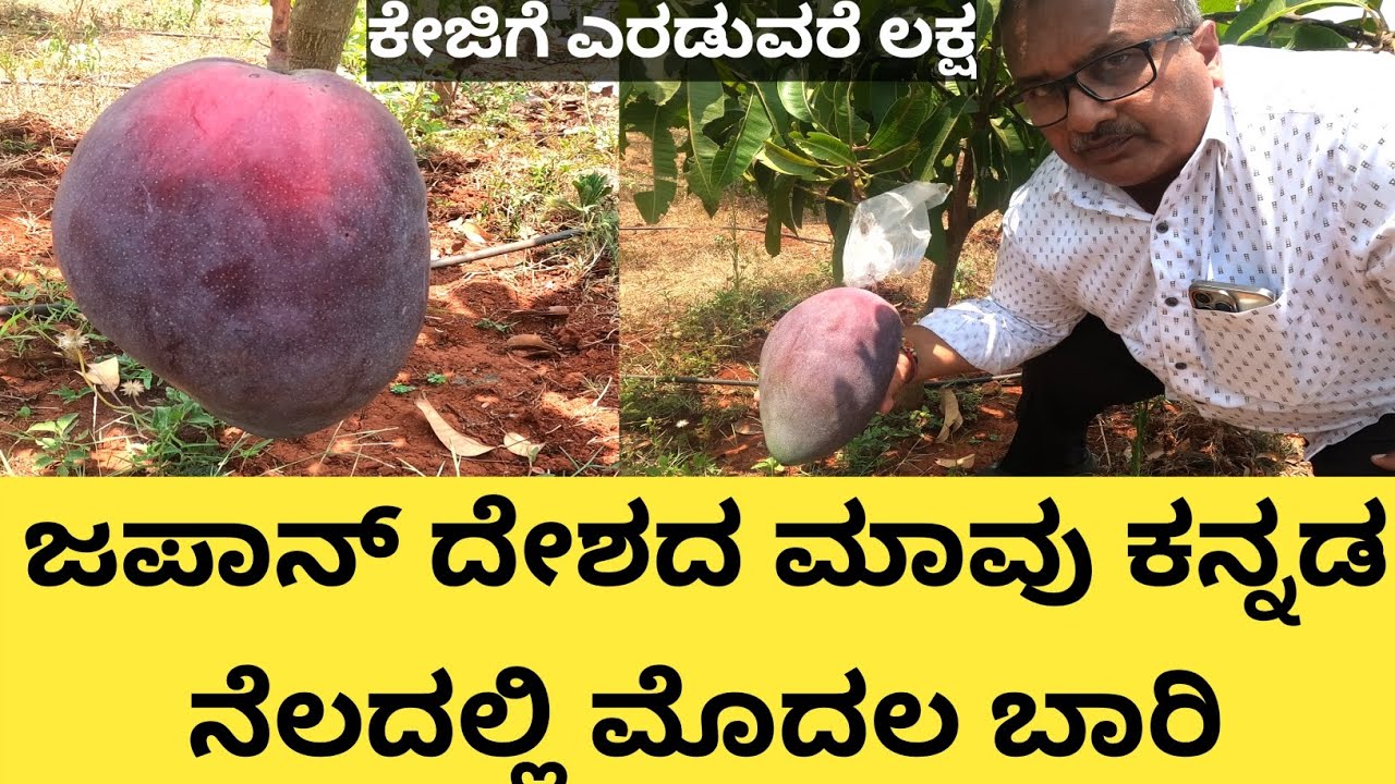 ಜಪಾನ್ ದೇಶದ ಮಾವು ಕನ್ನಡ ನೆಲದಲ್ಲಿ ಅದ್ದೂರಿಯಾಗಿ ಬಂದಿದೆ ಅಂತಾರೆ... ಮಿಯಾ ಜಾಕಿ ಮಾವು ವಿಶ್ವದ ಅತ್ಯಂತ ದುಬಾರಿ ಮಾವು