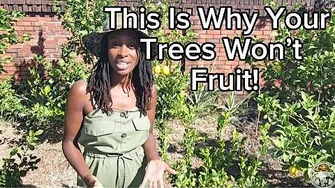 Why Your Fruit Tree Isn’t Fruiting (and How to Fix It)