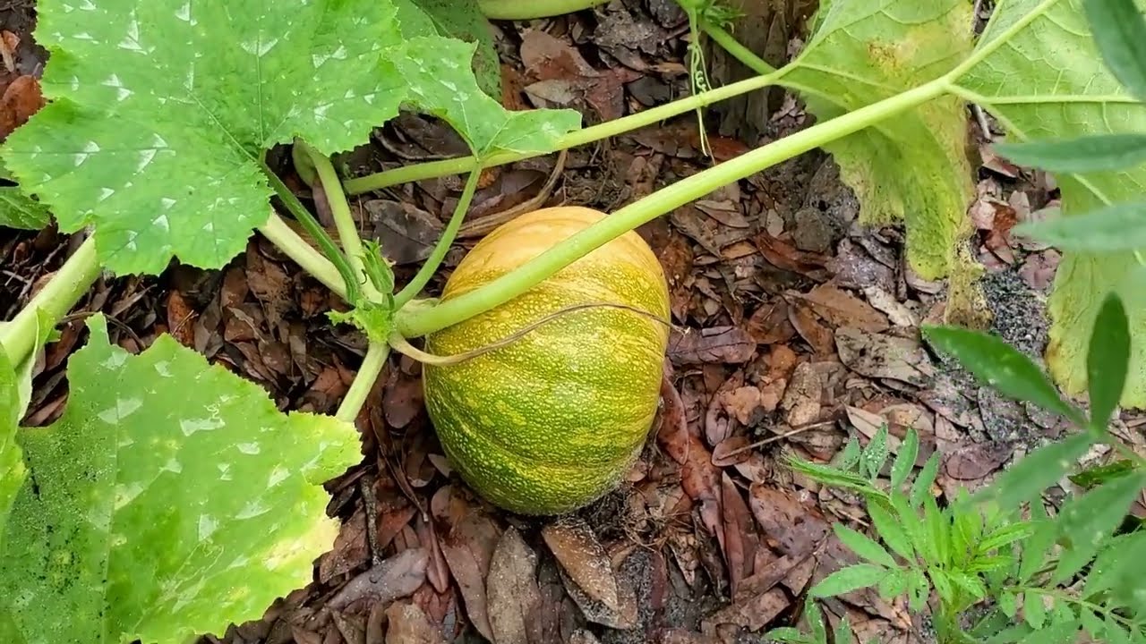 You Can Pick Seminole Pumpkin at Several Stages