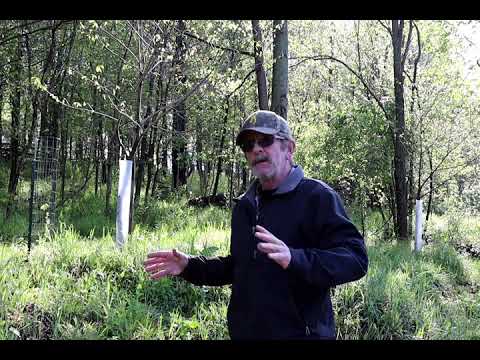 ভিডিও: Pawpaw Sucker Propagation: How to propagate Pawpaw Root cuttings