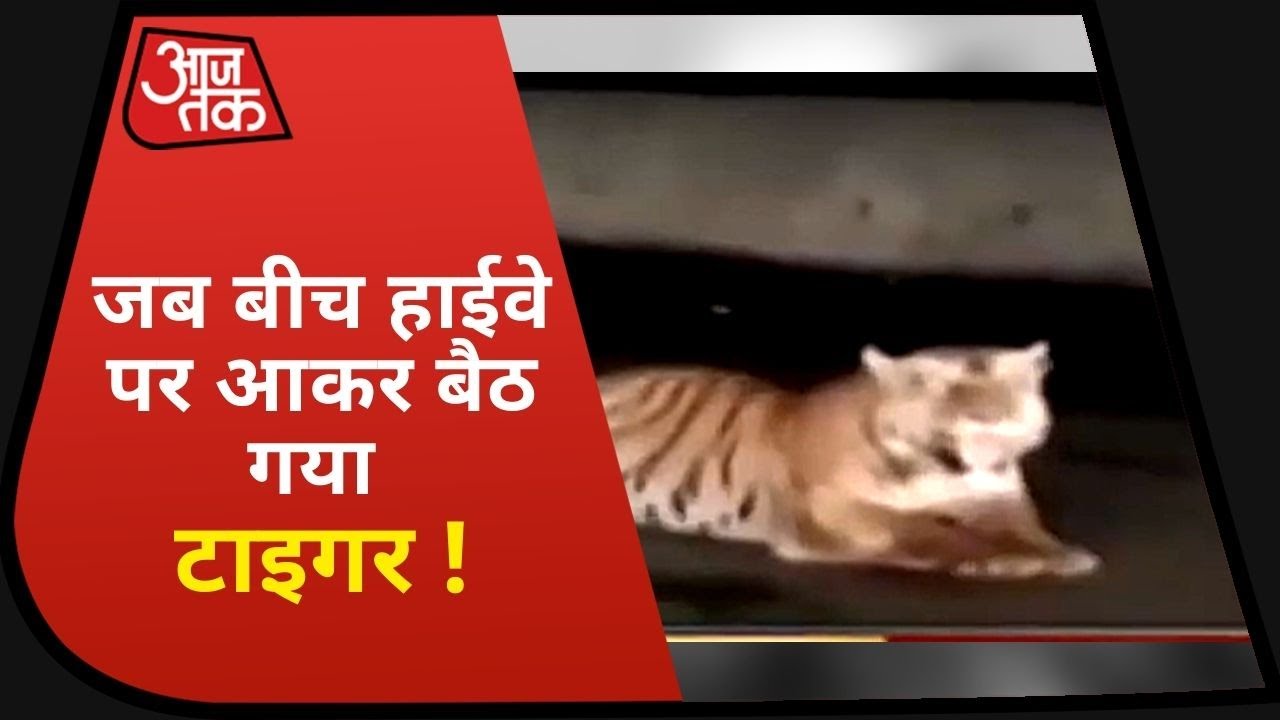 Rajasthan: Ranthambore National Park से निकलकर बाघ हाईवे पर बैठ गया, वीडियो वायरल