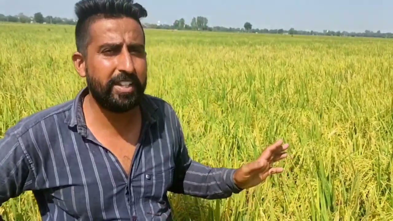 PB-1401 Paddy Seed | 1401 बासमती करेगी माला मिल 