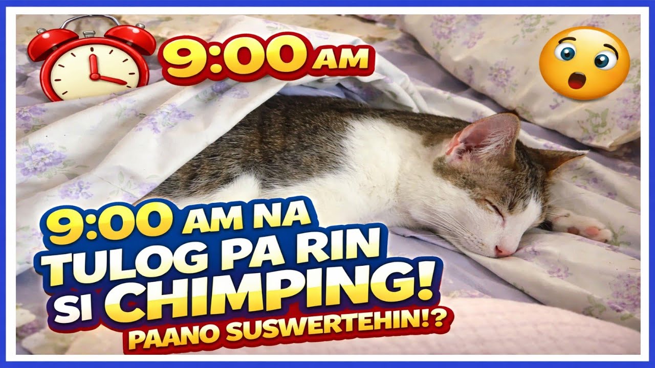 9:00AM TULOG PARIN SI CHIMPING| PAANO SUSWERTEHIN #funnycats #cat 