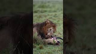 Male lion &#39;Halftail&#39; crunching bones, Masai Mara, Kenya