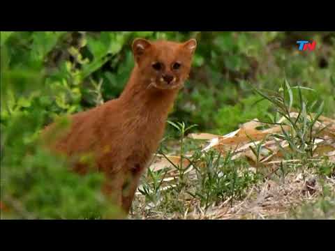 Vídeo: Cómo Visitar El Santuario De Vida Silvestre Bonorong De Tasmania