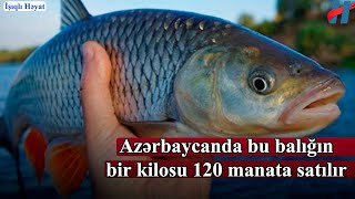 Azərbaycanda bu balığın bir kilosu 120 manata satılır