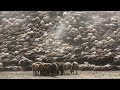 AMERICAN MOUNTAIN FARMERS Raise Millions Of Animals This Way - Farming Documentary