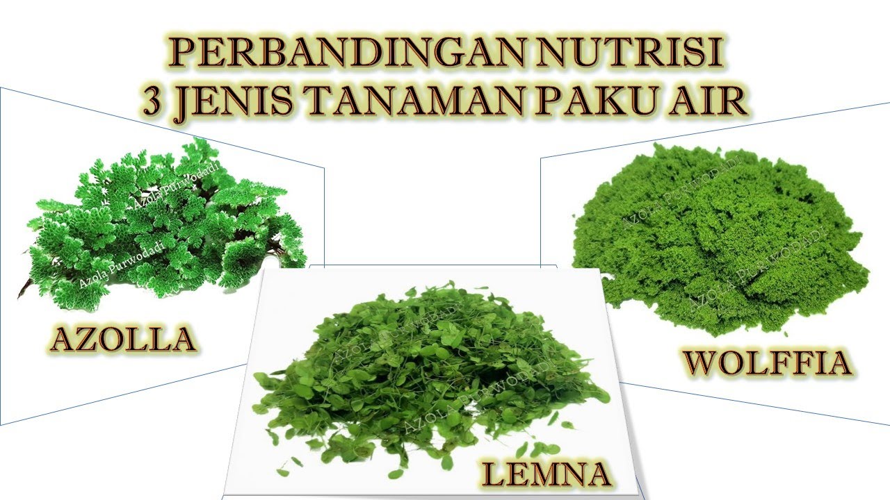 Perbandingan Nutrisi #Azolla #Lemna dan #Wolffia | Kandungan Nutrisi 3 Tanaman Paku Air