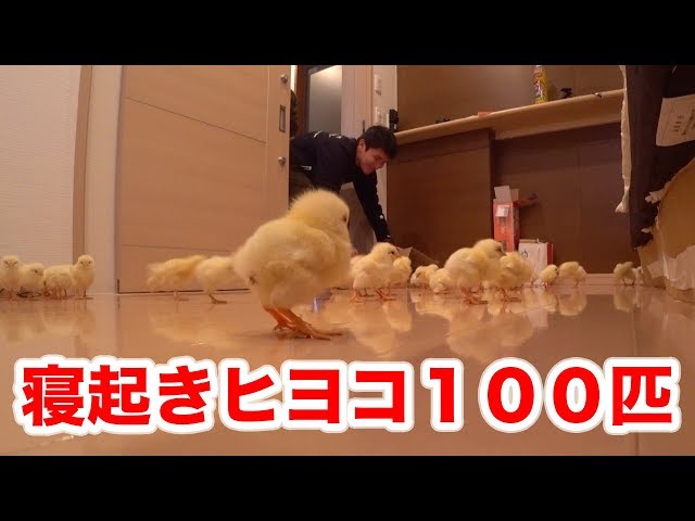 ヒヨコがたくさん