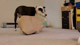 Enrichment Essentials: Paper Bag Filled with Towels by J-R Companion Dog Training 118 views 7 months ago 4 minutes, 8 seconds