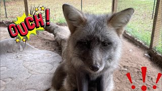 Did my rescued red fox bite me? Watch the video to see what happened