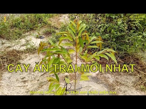 Video Những giống cây ăn quả mới nhất hiện nay ở Việt Nam - youtube