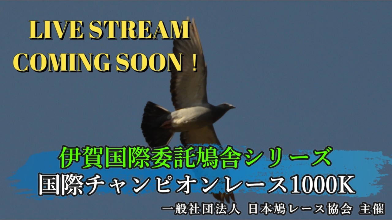 2026 Iga International Champion 1000K Live Stream! - YouTube