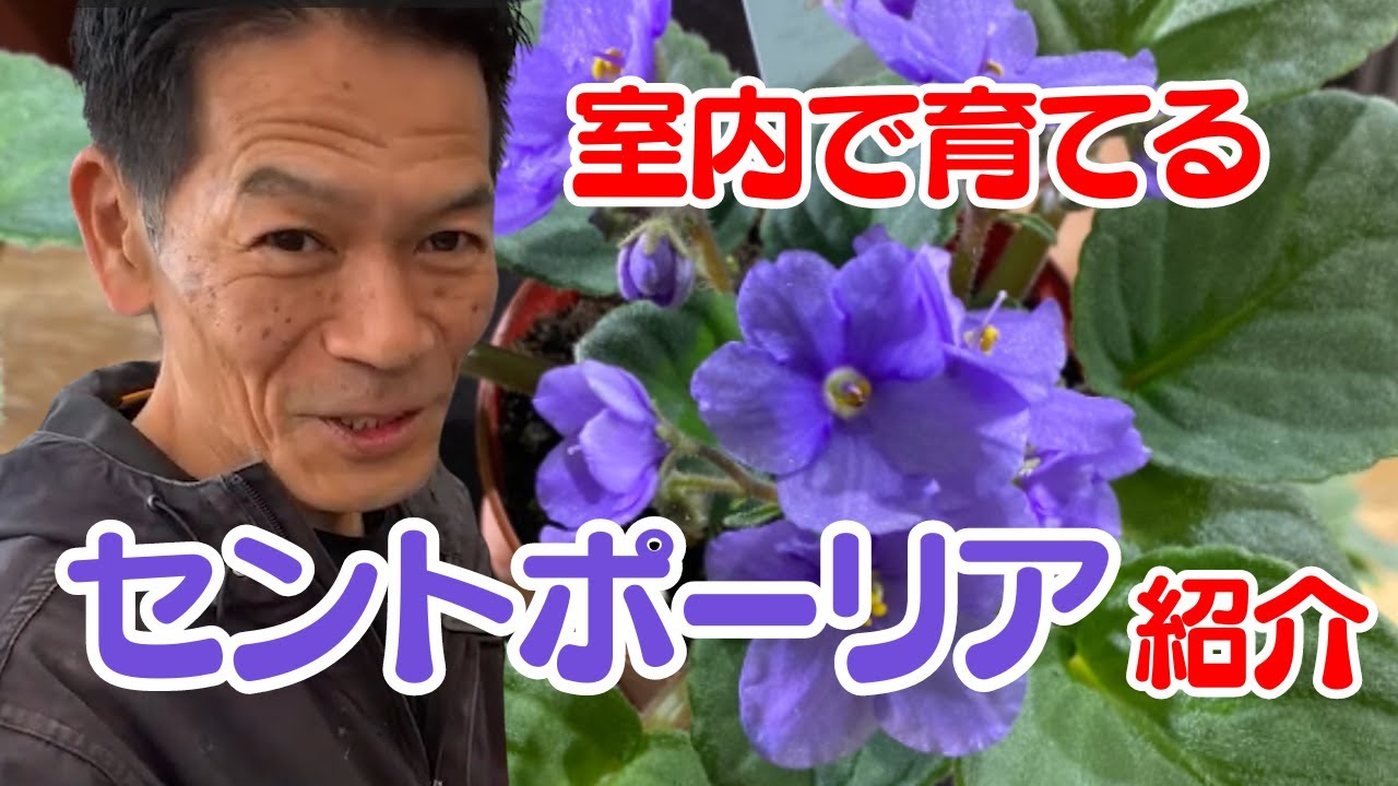 花物】セントポーリア商品紹介※10月25日Live切り抜き - YouTube