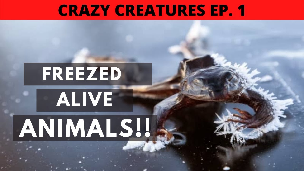 These Animals Can Freeze and Come Back to Life | CRAZY CREATURES EP-1 | Wilderness Explorer | 2021