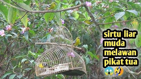 mikat burung sirtu dengan lawan masih muda hutan