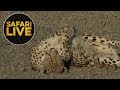 safariLIVE - Sunrise Safari - June 1, 2018 Part 1