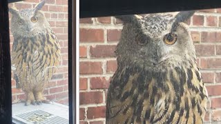 Escaped Rare Owl Seen Peeping Through Woman’s Window