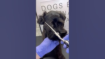 Black Schnauzer Teddy Bear Style #schnauzer #doggroomingtips #dogs