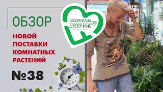 #38 Поставка комнатных растений в магазин | Большой спатифиллум, сортовые калатеи, мирт и экзотика