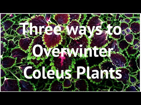 וִידֵאוֹ: Overwintering Coleus: Tips for Wintering A Plant Coleus