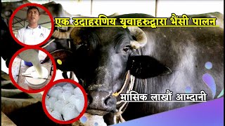 एक उदाहरणिय युवाहरुद्वारा भैंसी पालन || Buffalo Farming in Nepal || Nepali Sansar