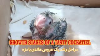 Growth stages of a tasty cockatiel مراحل رشد یک جوجه عروس هلندی بامزه@bijanghahremani2915