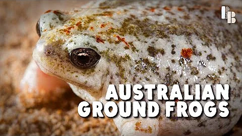What happens if you touch a frog?