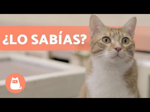 Video: Qué considerar antes de conseguir un gato para sus hijos