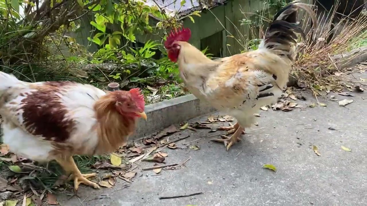 バトは一番大きいオスの黄斑、ピノは白と茶色のボリス2人は仲良しで一緒にいることが多い