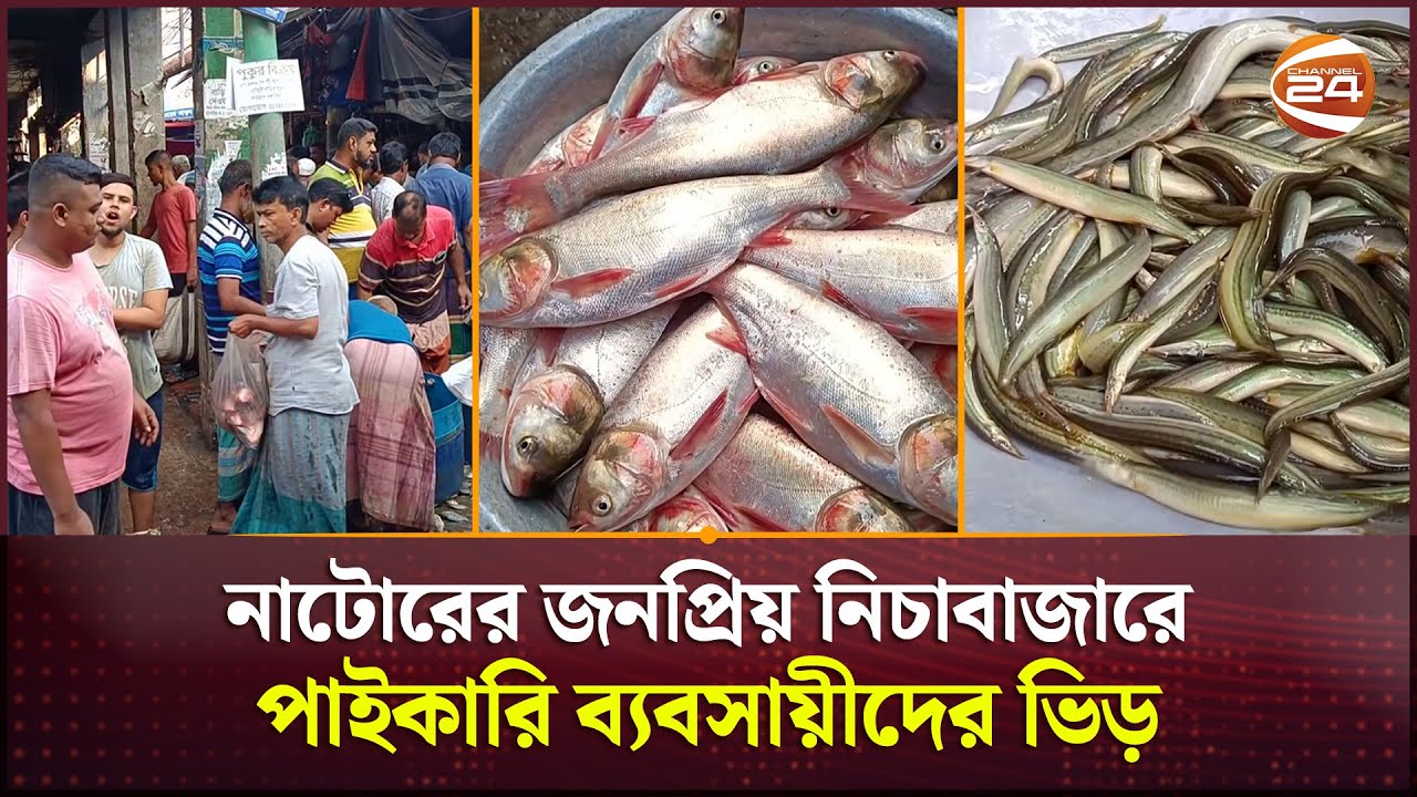 নাটোরে জমজমাট পাইকারি মাছের বাজারে চলছে ৫০ থেকে ৬০ লক্ষ টাকার বেচাবিক্রি | Natore | Fish Market